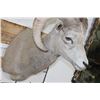 Image 7 : ROCKY MOUNTAIN BIGHORN Sheep Ram Shoulder Mount