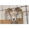 Image 8 : ROCKY MOUNTAIN BIGHORN Sheep Ram Shoulder Mount