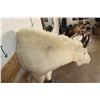 Image 11 : Half Body MOUNTAIN GOAT on a Wall Hanger Base
