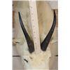 Image 12 : Half Body MOUNTAIN GOAT on a Wall Hanger Base