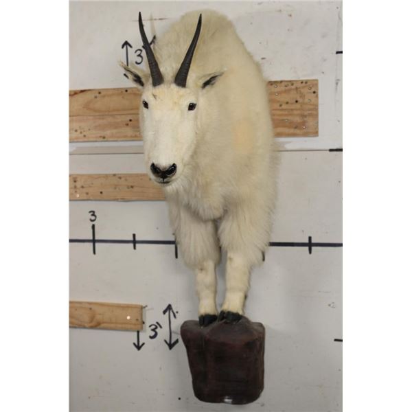 Half Body MOUNTAIN GOAT on a Wall Hanger Base