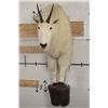 Image 1 : Half Body MOUNTAIN GOAT on a Wall Hanger Base