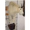 Image 3 : Half Body MOUNTAIN GOAT on a Wall Hanger Base