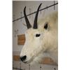Image 5 : Half Body MOUNTAIN GOAT on a Wall Hanger Base
