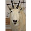 Image 6 : Half Body MOUNTAIN GOAT on a Wall Hanger Base