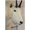 Image 7 : Half Body MOUNTAIN GOAT on a Wall Hanger Base