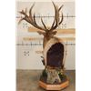 Image 14 : XXL "Bugling" Non-Typical ROCKY MOUNTAIN ELK on a Wood Pedestal with Wheels
