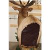 Image 15 : XXL "Bugling" Non-Typical ROCKY MOUNTAIN ELK on a Wood Pedestal with Wheels