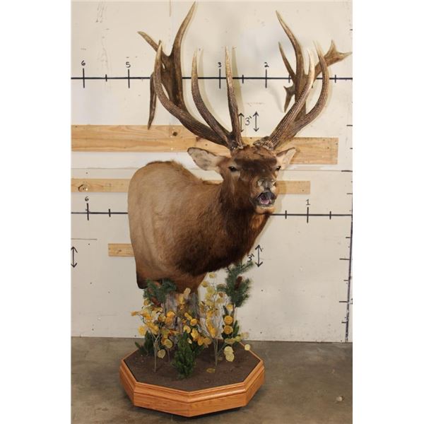 XXL "Bugling" Non-Typical ROCKY MOUNTAIN ELK on a Wood Pedestal with Wheels