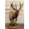 Image 1 : XXL "Bugling" Non-Typical ROCKY MOUNTAIN ELK on a Wood Pedestal with Wheels