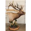 Image 2 : XXL "Bugling" Non-Typical ROCKY MOUNTAIN ELK on a Wood Pedestal with Wheels