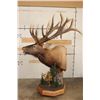 Image 3 : XXL "Bugling" Non-Typical ROCKY MOUNTAIN ELK on a Wood Pedestal with Wheels