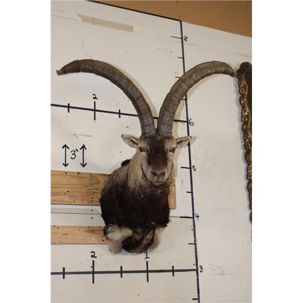 Big GREDOS IBEX Shoulder Mount