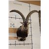 Image 1 : Big GREDOS IBEX Shoulder Mount