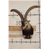 Image 2 : Big GREDOS IBEX Shoulder Mount