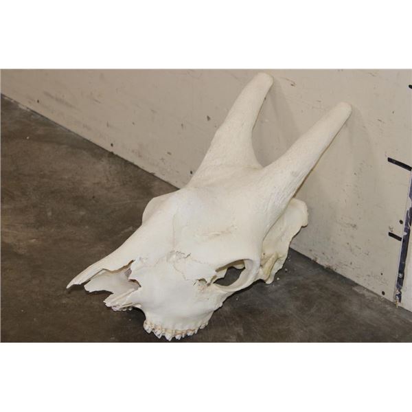 GIRAFFE SKULL with All its Teeth