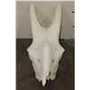 Image 2 : GIRAFFE SKULL with All its Teeth
