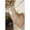 Image 10 : Big 22-Point WHITETAIL DEER Shoulder Mount