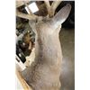 Image 11 : Big 22-Point WHITETAIL DEER Shoulder Mount