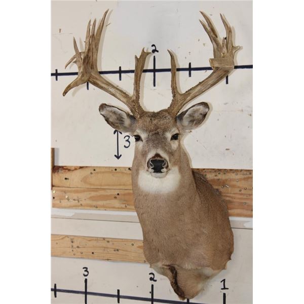Big 22-Point WHITETAIL DEER Shoulder Mount