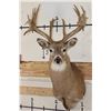 Image 1 : Big 22-Point WHITETAIL DEER Shoulder Mount