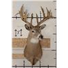 Image 2 : Big 22-Point WHITETAIL DEER Shoulder Mount