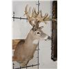 Image 3 : Big 22-Point WHITETAIL DEER Shoulder Mount