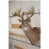 Image 4 : Big 22-Point WHITETAIL DEER Shoulder Mount
