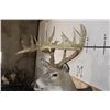 Image 5 : Big 22-Point WHITETAIL DEER Shoulder Mount