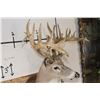 Image 6 : Big 22-Point WHITETAIL DEER Shoulder Mount