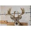 Image 7 : Big 22-Point WHITETAIL DEER Shoulder Mount