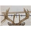 Image 8 : Big 22-Point WHITETAIL DEER Shoulder Mount