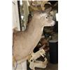 Image 9 : Big 22-Point WHITETAIL DEER Shoulder Mount