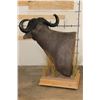 Image 10 : CAPE BUFFALO Pedestal Mount on a Wood Base with Wheels