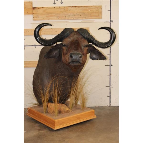 CAPE BUFFALO Pedestal Mount on a Wood Base with Wheels