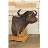Image 3 : CAPE BUFFALO Pedestal Mount on a Wood Base with Wheels