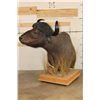 Image 4 : CAPE BUFFALO Pedestal Mount on a Wood Base with Wheels