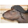 Image 5 : CAPE BUFFALO Pedestal Mount on a Wood Base with Wheels