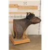 Image 8 : CAPE BUFFALO Pedestal Mount on a Wood Base with Wheels