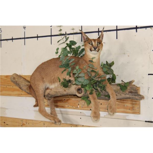 Life-sized CARACAL CAT Laying on a Wood Branch Base