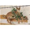 Image 1 : Life-sized CARACAL CAT Laying on a Wood Branch Base