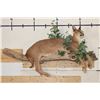Image 2 : Life-sized CARACAL CAT Laying on a Wood Branch Base