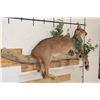 Image 3 : Life-sized CARACAL CAT Laying on a Wood Branch Base