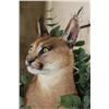 Image 6 : Life-sized CARACAL CAT Laying on a Wood Branch Base