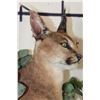 Image 7 : Life-sized CARACAL CAT Laying on a Wood Branch Base