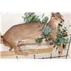 Image 8 : Life-sized CARACAL CAT Laying on a Wood Branch Base