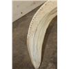 Image 8 : Largest Hand-carved HIPPOPOTAMUS Ivory Tusk we've Ever Seen!