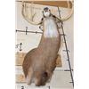 Image 10 : XL 15-Point WHITETAIL DEER Shoulder Mount