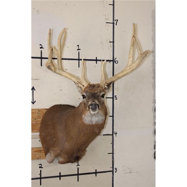 XL 15-Point WHITETAIL DEER Shoulder Mount