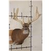Image 1 : XL 15-Point WHITETAIL DEER Shoulder Mount